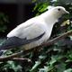 White Bird