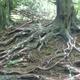 Roots