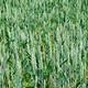 Green Wheat
