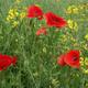 First Poppies