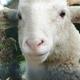 Looking Sheepish