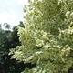 Lime Leaves
