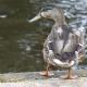 Duck Look