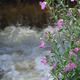 Foam And Flower
