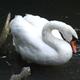 Essence Of Swan