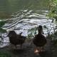Pair Of Ducks
