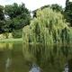 Willow Pond