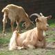 Brown Goat