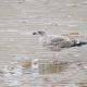 Young Gull
