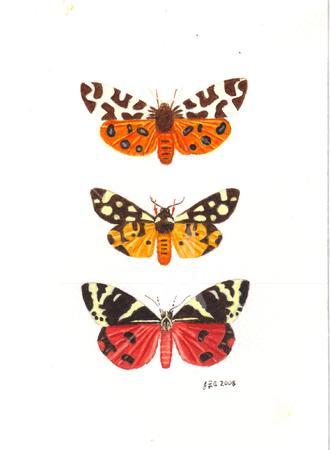 Tiger Moths