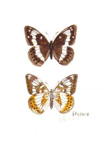 White Admiral Butterfly