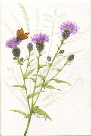 Black Knapweed