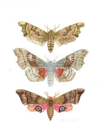 Hawk Moths 2