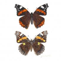 Red Admiral