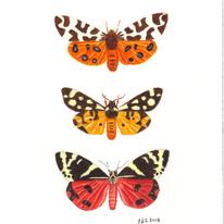 Tiger Moths
