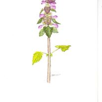 Red Dead Nettle