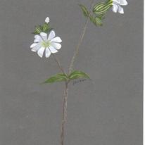 White Campion