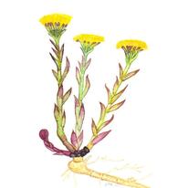 Coltsfoot