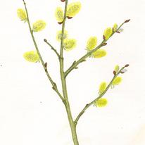 Sallow Catkins