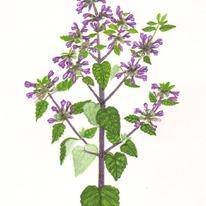 Black Horehound
