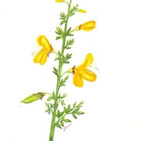Broom