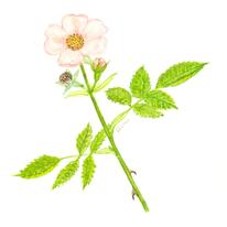 Dog Rose
