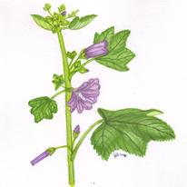 Common Mallow