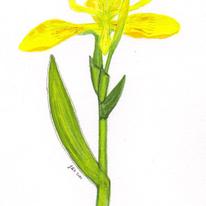 Yellow Iris