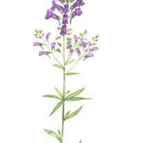 Purple Toadflax