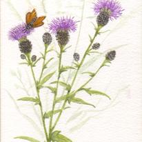 Black Knapweed