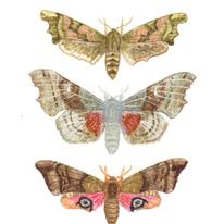 Hawk Moths 2
