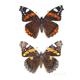 Red Admiral