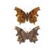  Comma Butterfly