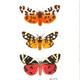 Tiger Moths