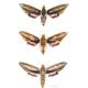 Hawk Moths