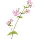 Red Campion
