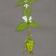 White Dead Nettle