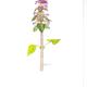 Red Dead Nettle