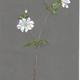 White Campion