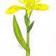 Yellow Iris