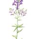 Purple Toadflax