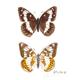 White Admiral Butterfly