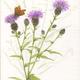 Black Knapweed