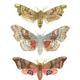 Hawk Moths 2