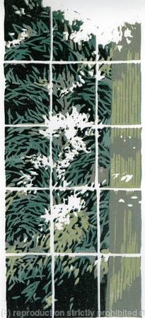 Sycamore Window