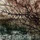 Tracery