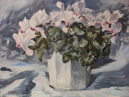 Cyclamen in White Pot