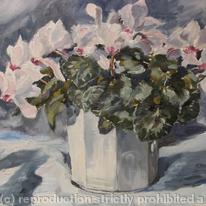 Cyclamen in White Pot