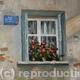 Geranium Window