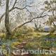 The Bluebell Wood